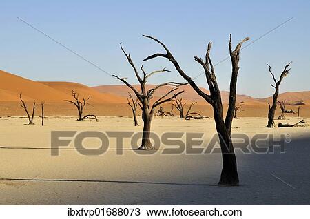 "Dead trees in the Dead Vlei, Deadvlei clay pan in the morning light, Namib Desert, Namib-Naukluft National Park, Namibia, Africa" View Large Photo Image Stock Image - "Dead trees in the Dead Vlei, Deadvlei clay pan in the morning light, Namib Desert, Namib-Naukluft National Park, Namibia, Africa". Fotosearch