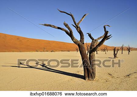"Dead trees in the Dead Vlei, Deadvlei clay pan in the morning light, Namib Desert, Namib-Naukluft National Park, Namibia, Africa" View Large Photo Image Stock Photograph - "Dead trees in the Dead Vlei, Deadvlei clay pan in the morning light, Namib Desert, Namib-Naukluft National Park, Namibia, Africa". Fotosearch