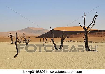 "Dead trees in the Dead Vlei, Deadvlei clay pan in the morning light, Namib Desert, Namib-Naukluft National Park, Namibia, Africa" View Large Photo Image Stock Photography - "Dead trees in the Dead Vlei, Deadvlei clay pan in the morning light, Namib Desert, Namib-Naukluft National Park, Namibia, Africa". Fotosearch