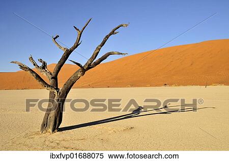 "Dead trees in the Dead Vlei, Deadvlei clay pan in the morning light, Namib Desert, Namib-Naukluft National Park, Namibia, Africa" View Large Photo Image Stock Photography - "Dead trees in the Dead Vlei, Deadvlei clay pan in the morning light, Namib Desert, Namib-Naukluft National Park, Namibia, Africa". Fotosearch