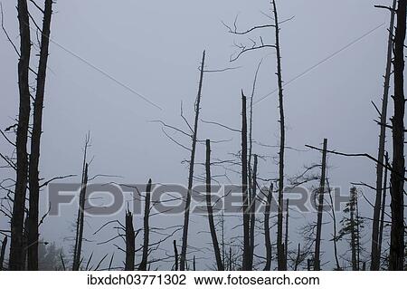 "Dead trees in the morning fog, Quebec Province, Canada, North America" View Large Photo Image Stock Image - "Dead trees in the morning fog, Quebec Province, Canada, North America". Fotosearch