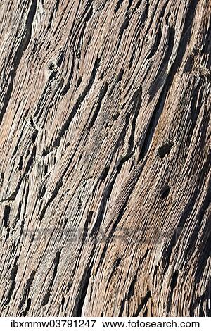 "Dead wood, detail, Dead Pan, Sossusvlei, Namib Desert, Namibia, Africa" View Large Photo Image Stock Photo - "Dead wood, detail, Dead Pan, Sossusvlei, Namib Desert, Namibia, Africa". Fotosearch
