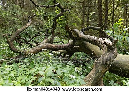 "Dead wood in lowland forest, Pupplinger Au, Geretsried, Upper Bavaria, Bavaria, Germany, Europe" View Large Photo Image Stock Image - "Dead wood in lowland forest, Pupplinger Au, Geretsried, Upper Bavaria, Bavaria, Germany, Europe". Fotosearch