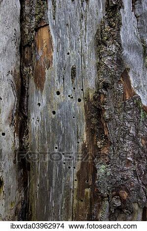 "Dead wood with insect gnaw marks and holes in the wood, Germany, Europe" View Large Photo Image Picture - "Dead wood with insect gnaw marks and holes in the wood, Germany, Europe". Fotosearch