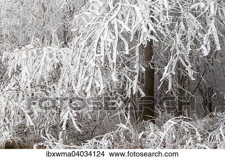 "Deciduous forest covered with snow, Hesse, Germany, Europe" View Large Photo Image Picture - "Deciduous forest covered with snow, Hesse, Germany, Europe". Fotosearch