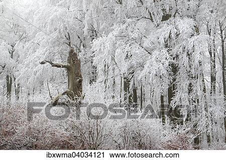 "Deciduous forest covered with snow, Hesse, Germany, Europe" View Large Photo Image Stock Image - "Deciduous forest covered with snow, Hesse, Germany, Europe". Fotosearch