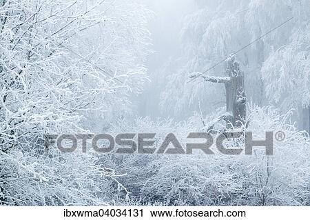 "Deciduous forest covered with snow, Hesse, Germany, Europe" View Large Photo Image Stock Image - "Deciduous forest covered with snow, Hesse, Germany, Europe". Fotosearch