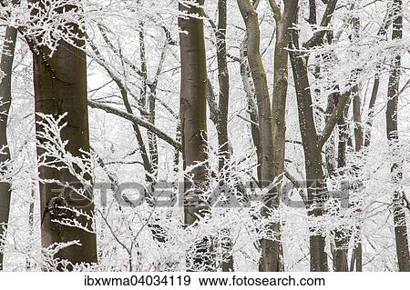 "Deciduous forest covered with snow, Hesse, Germany, Europe" View Large Photo Image Stock Photo - "Deciduous forest covered with snow, Hesse, Germany, Europe". Fotosearch