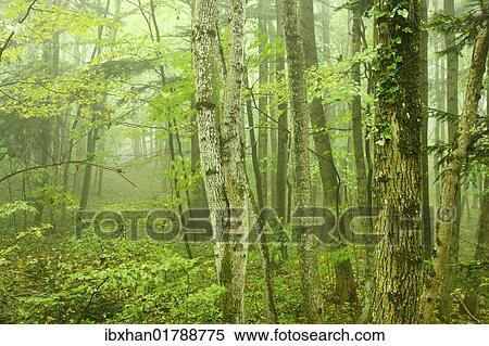 "Deciduous forest in fog, Arnstein, Lower Austria, Austria, Europe" View Large Photo Image Stock Photography - "Deciduous forest in fog, Arnstein, Lower Austria, Austria, Europe". Fotosearch
