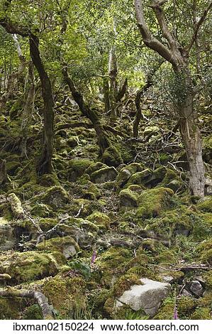 "Deciduous forest in Glenveagh National Park, Derryveagh Mountains, County Donegal, Ireland, British Isles, Europe" View Large Photo Image Picture - "Deciduous forest in Glenveagh National Park, Derryveagh Mountains, County Donegal, Ireland, British Isles, Europe". Fotosearch