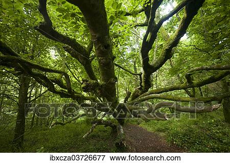 "Deciduous tree in the forest, Cornwall, England, United Kingdom, Europe" View Large Photo Image Stock Photo - "Deciduous tree in the forest, Cornwall, England, United Kingdom, Europe". Fotosearch
