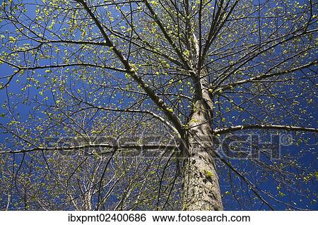 Stock Photograph - "Deciduous tree with emerging buds against a blue sky in spring, Lanaudiere, Quebec, Canada, North America". Fotosearch