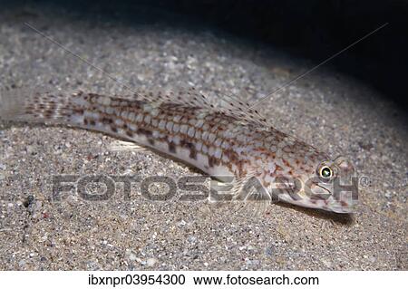 "Decor goby (Istigobius decoratus) on sandy bottom, Makadi Bay, Red Sea, Hurghada, Egypt, Africa" View Large Photo Image Stock Image - "Decor goby (Istigobius decoratus) on sandy bottom, Makadi Bay, Red Sea, Hurghada, Egypt, Africa". Fotosearch