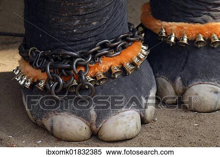 "Decorated elephant feet, Pooram festival, Thrissur, Kerala, South India, India, Asia" View Large Photo Image Stock Photography - "Decorated elephant feet, Pooram festival, Thrissur, Kerala, South India, India, Asia". Fotosearch