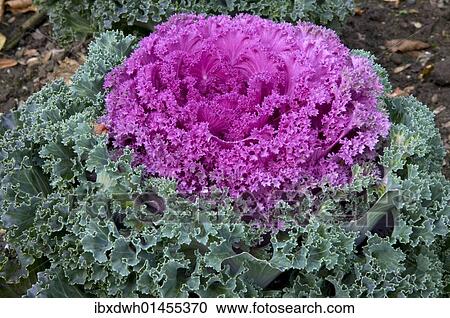 Decorative cabbage (Brassica oleracea var. acephata) View Large Photo Image Stock Image - Decorative cabbage (Brassica oleracea var. acephata). Fotosearch