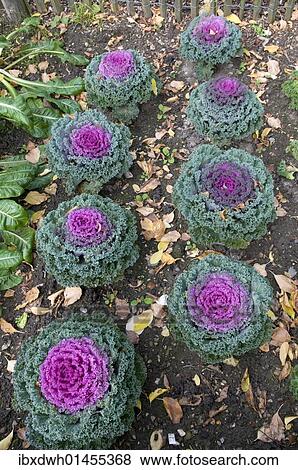 Decorative cabbage (Brassica oleracea var. acephata) View Large Photo Image Stock Photo - Decorative cabbage (Brassica oleracea var. acephata). Fotosearch