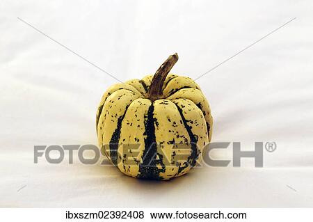 Decorative gourd View Large Photo Image Stock Photo - Decorative gourd. Fotosearch