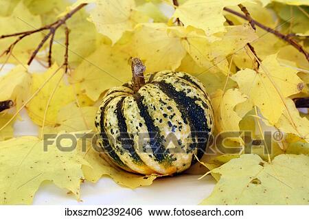 Stock Photograph - Decorative gourd. Fotosearch