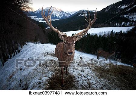 "Deer (Cervus elaphus), stag in the snow, near Ruhpolding, Bavaria, Germany, Europe" View Large Photo Image Stock Image - "Deer (Cervus elaphus), stag in the snow, near Ruhpolding, Bavaria, Germany, Europe". Fotosearch