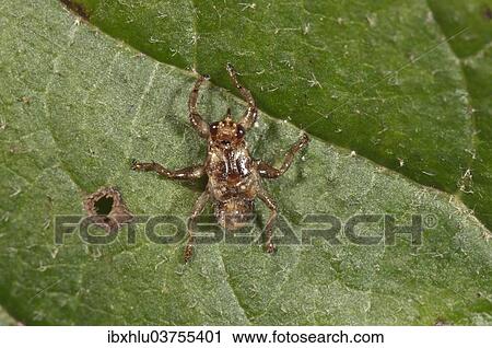 "Deer Ked or Deer Fly (Lipoptena cervi) without wings, Baden-Wurttemberg, Germany, Europe" View Large Photo Image Stock Image - "Deer Ked or Deer Fly (Lipoptena cervi) without wings, Baden-Wurttemberg, Germany, Europe". Fotosearch