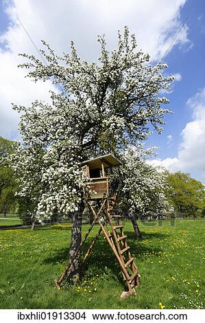 "Deerstand on a flowering fruit tree near Hohenberg, Seeshaupt on Lake Starnberg, Upper Bavaria, Bavaria, Germany, Europe" View Large Photo Image Picture - "Deerstand on a flowering fruit tree near Hohenberg, Seeshaupt on Lake Starnberg, Upper Bavaria, Bavaria, Germany, Europe". Fotosearch