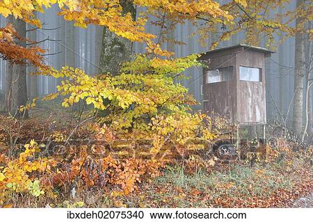 Stock Image - "Deerstand underneath the colourful autumn leaves of a beech (Fagus sylvatica), Unterallgaeu, Allgaeu, Bavaria, Germany, Europe". Fotosearch