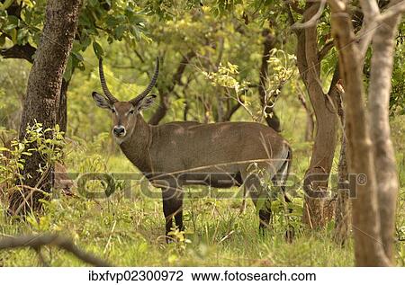 "Defassa Waterbuck (Kobus ellipsiprymnus defassa), Bouba-Ndjida National Park, Cameroon, Central Africa, Africa" View Large Photo Image Stock Image - "Defassa Waterbuck (Kobus ellipsiprymnus defassa), Bouba-Ndjida National Park, Cameroon, Central Africa, Africa". Fotosearch