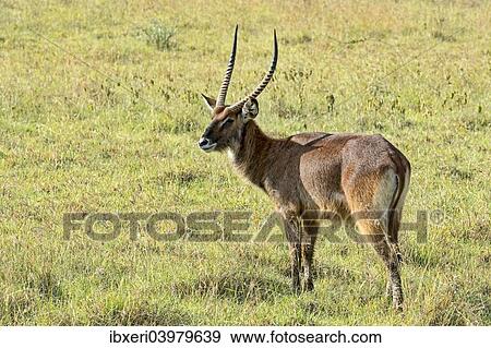 "Defassa waterbuck (Kobus ellipsiprymnus defassa), Kenya, Africa" View Large Photo Image Stock Photo - "Defassa waterbuck (Kobus ellipsiprymnus defassa), Kenya, Africa". Fotosearch