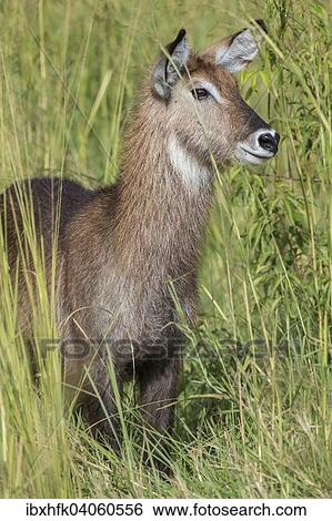 Stock Photograph - "Defassa Waterbuck (Kobus ellipsiprymnus defassa), Murchinson Falls National Park, Uganda, Africa". Fotosearch