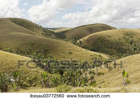 "Deforested hills with forests of Traveller's Trees or Traveller's Palms (Ravenala madagascariensis) in the valleys, in their natural habitat near Manakara, Madagascar, Africa" View Large Photo Image Stock Image - "Deforested hills with forests of Traveller's Trees or Traveller's Palms (Ravenala madagascariensis) in the valleys, in their natural habitat near Manakara, Madagascar, Africa". Fotosearch