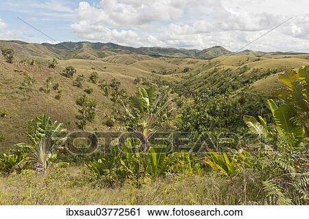"Deforested hills with forests of Traveller's Trees or Traveller's Palms (Ravenala madagascariensis) in the valleys, in their natural habitat near Manakara, Madagascar, Africa" View Large Photo Image Stock Image - "Deforested hills with forests of Traveller's Trees or Traveller's Palms (Ravenala madagascariensis) in the valleys, in their natural habitat near Manakara, Madagascar, Africa". Fotosearch