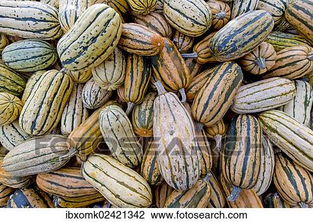 "Delicata pumpkins (Cucurbita), Baden-Wuerttemberg, Germany, Europe" View Large Photo Image Stock Image - "Delicata pumpkins (Cucurbita), Baden-Wuerttemberg, Germany, Europe". Fotosearch