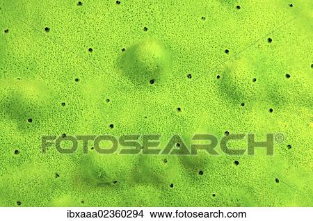 "Demosponge (Lubomirskia baicalensis), Lake Baikal, Siberia, the Russian Federation, Eurasia" View Large Photo Image Picture - "Demosponge (Lubomirskia baicalensis), Lake Baikal, Siberia, the Russian Federation, Eurasia". Fotosearch