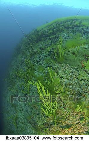 Picture - "Demosponge (Lubomirskia baicalensis), Lake Baikal, Siberia, Russia, Europe". Fotosearch