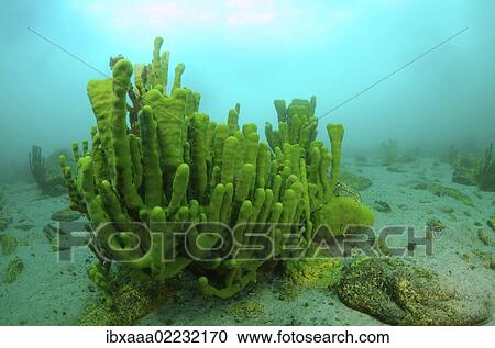 "Demosponge (Lubomirskia baicalensis), Olkhon island, lake Baikal, Siberia, Russia, Eurasia, Europe" View Large Photo Image Stock Image - "Demosponge (Lubomirskia baicalensis), Olkhon island, lake Baikal, Siberia, Russia, Eurasia, Europe". Fotosearch