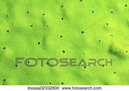 "Demosponge (Lubomirskia baicalensis), Lake Baikal, Siberia, Russian Federation, Eurasia" View Large Photo Image Stock Image - "Demosponge (Lubomirskia baicalensis), Lake Baikal, Siberia, Russian Federation, Eurasia". Fotosearch