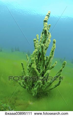 "Demosponge (Lubomirskia baicalensis), Lake Baikal, Siberia, Russia, Europe" View Large Photo Image Stock Image - "Demosponge (Lubomirskia baicalensis), Lake Baikal, Siberia, Russia, Europe". Fotosearch