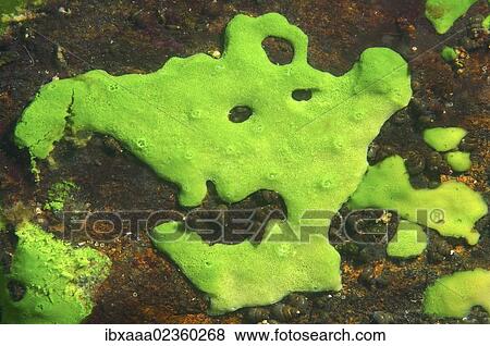 Stock Photo - "Demosponge (Lubomirskia baicalensis), Lake Baikal, Siberia, the Russian Federation, Eurasia". Fotosearch