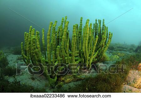 "Demosponge (Lubomirskia baicalensis), Olkhon island, Lake Baikal, Siberia, Russia, Eurasia, Europe" View Large Photo Image Stock Photograph - "Demosponge (Lubomirskia baicalensis), Olkhon island, Lake Baikal, Siberia, Russia, Eurasia, Europe". Fotosearch