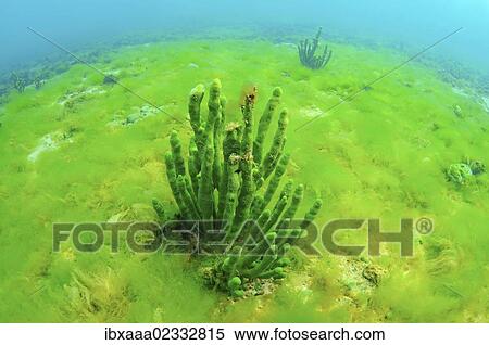 "Demosponge (Lubomirskia baicalensis), Lake Baikal, Siberia, Russian Federation, Eurasia" View Large Photo Image Stock Photography - "Demosponge (Lubomirskia baicalensis), Lake Baikal, Siberia, Russian Federation, Eurasia". Fotosearch