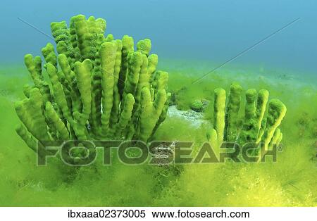 "Demosponge (Lubomirskia baicalensis), Lake Baikal, Siberia, Russian Federation, Eurasia" View Large Photo Image Stock Photography - "Demosponge (Lubomirskia baicalensis), Lake Baikal, Siberia, Russian Federation, Eurasia". Fotosearch