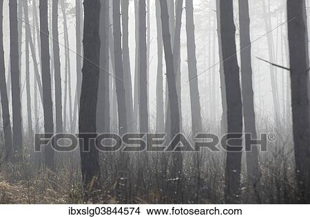 "Dense fog in a pine forest, Scots Pine (Pinus sylvestris), near Nicklheim, Bavaria, Germany, Europe" View Large Photo Image Picture - "Dense fog in a pine forest, Scots Pine (Pinus sylvestris), near Nicklheim, Bavaria, Germany, Europe". Fotosearch