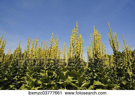 Stock Image - "Denseflower mullein (Verbascum densiflorum), against blue sky, Bavaria, Germany, Europe". Fotosearch