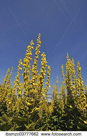 "Denseflower mullein (Verbascum densiflorum), against blue sky, Bavaria, Germany, Europe" View Large Photo Image Stock Image - "Denseflower mullein (Verbascum densiflorum), against blue sky, Bavaria, Germany, Europe". Fotosearch