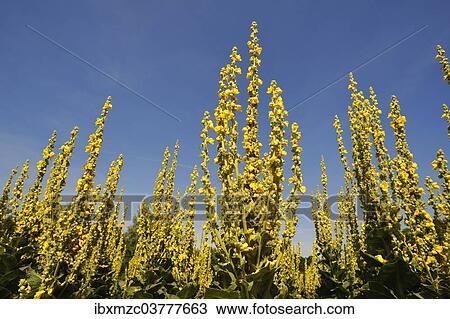 "Denseflower mullein (Verbascum densiflorum), against blue sky, Bavaria, Germany, Europe" View Large Photo Image Stock Image - "Denseflower mullein (Verbascum densiflorum), against blue sky, Bavaria, Germany, Europe". Fotosearch