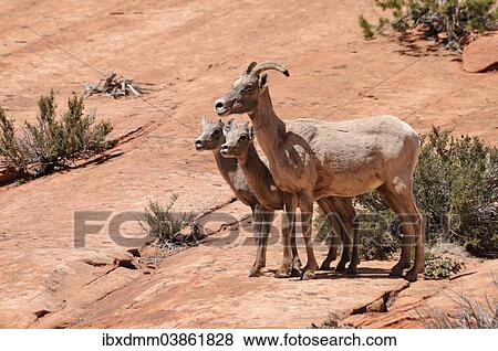 Stock Photo - "Desert Bighorn Sheep (Ovis canadensis nelsoni), female with two young on sandstone rocks, Zion National Park, Utah, United States, North America". Fotosearch