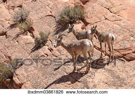 Stock Photograph - "Desert Bighorn Sheep (Ovis canadensis nelsoni), female with two young on sandstone rocks, Zion National Park, Utah, United States, North America". Fotosearch