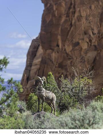 Stock Photography - "Desert Bighorn Sheep (Ovis canadensis nelsoni), Colorado National Monument, Grand Junction, Colorado, United States, North America". Fotosearch