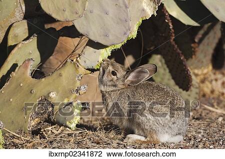 "Desert Cottontail (Sylvilagus audubonii), adult feeding on prickly pear cactus in desert, Bosque del Apache National Wildlife Refuge, New Mexico, USA" View Large Photo Image Stock Image - "Desert Cottontail (Sylvilagus audubonii), adult feeding on prickly pear cactus in desert, Bosque del Apache National Wildlife Refuge, New Mexico, USA". Fotosearch