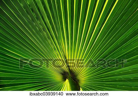 "Desert fan (Washingtonia filifera), Erindi Private Game Reserve, Namibia, Africa" View Large Photo Image Stock Image - "Desert fan (Washingtonia filifera), Erindi Private Game Reserve, Namibia, Africa". Fotosearch